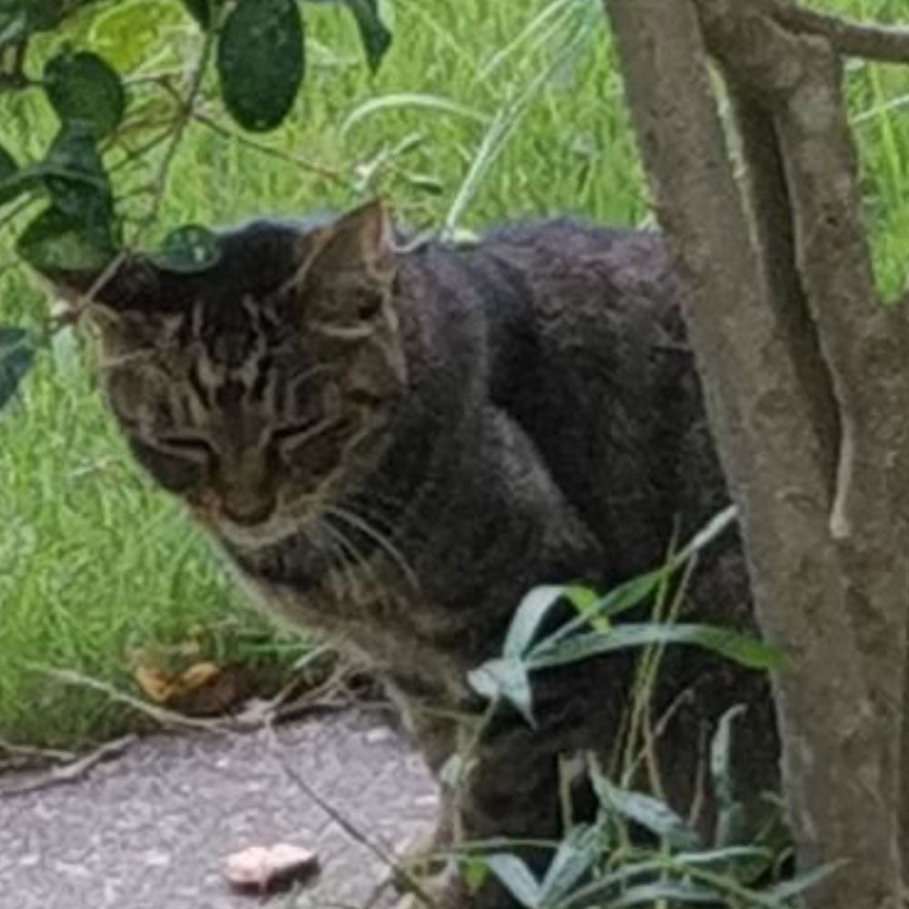 セキュリティ猫