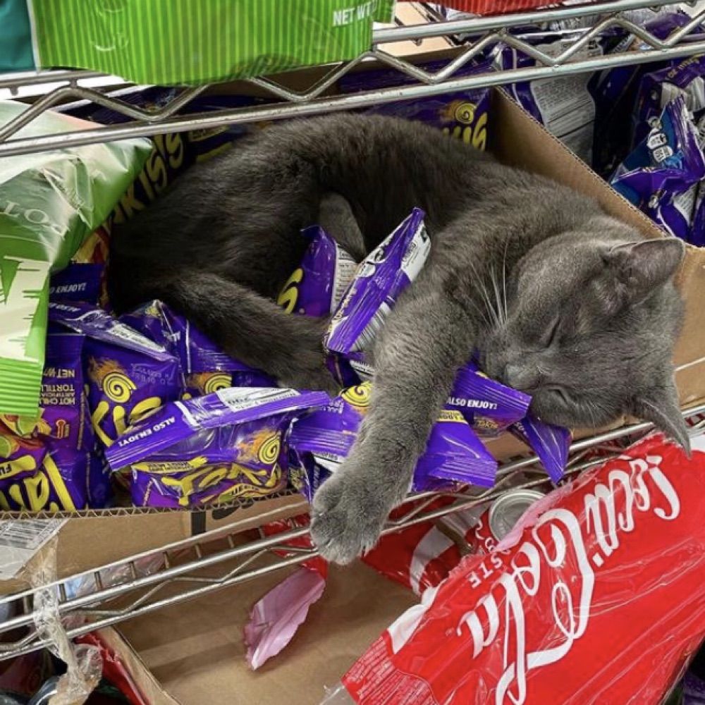 Tu Gato De Bodega Menos Favorito