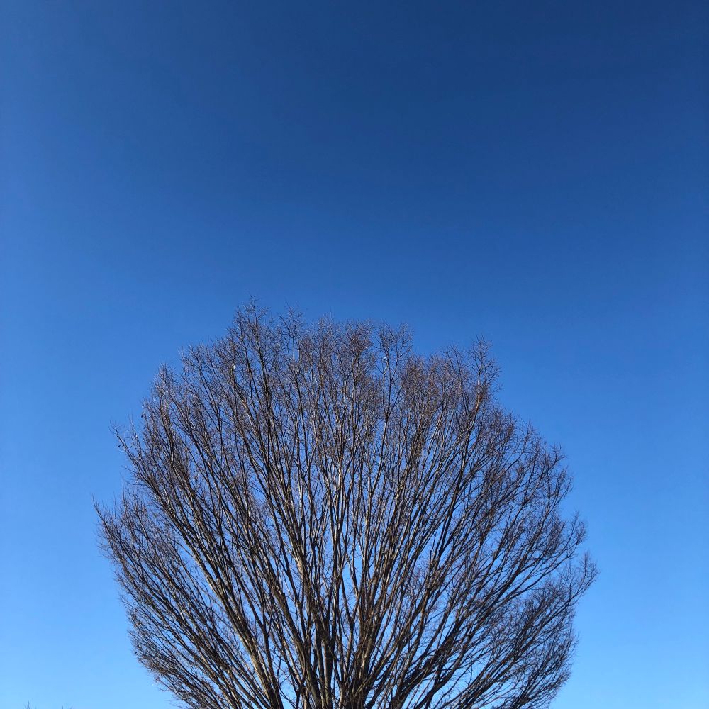 楠、