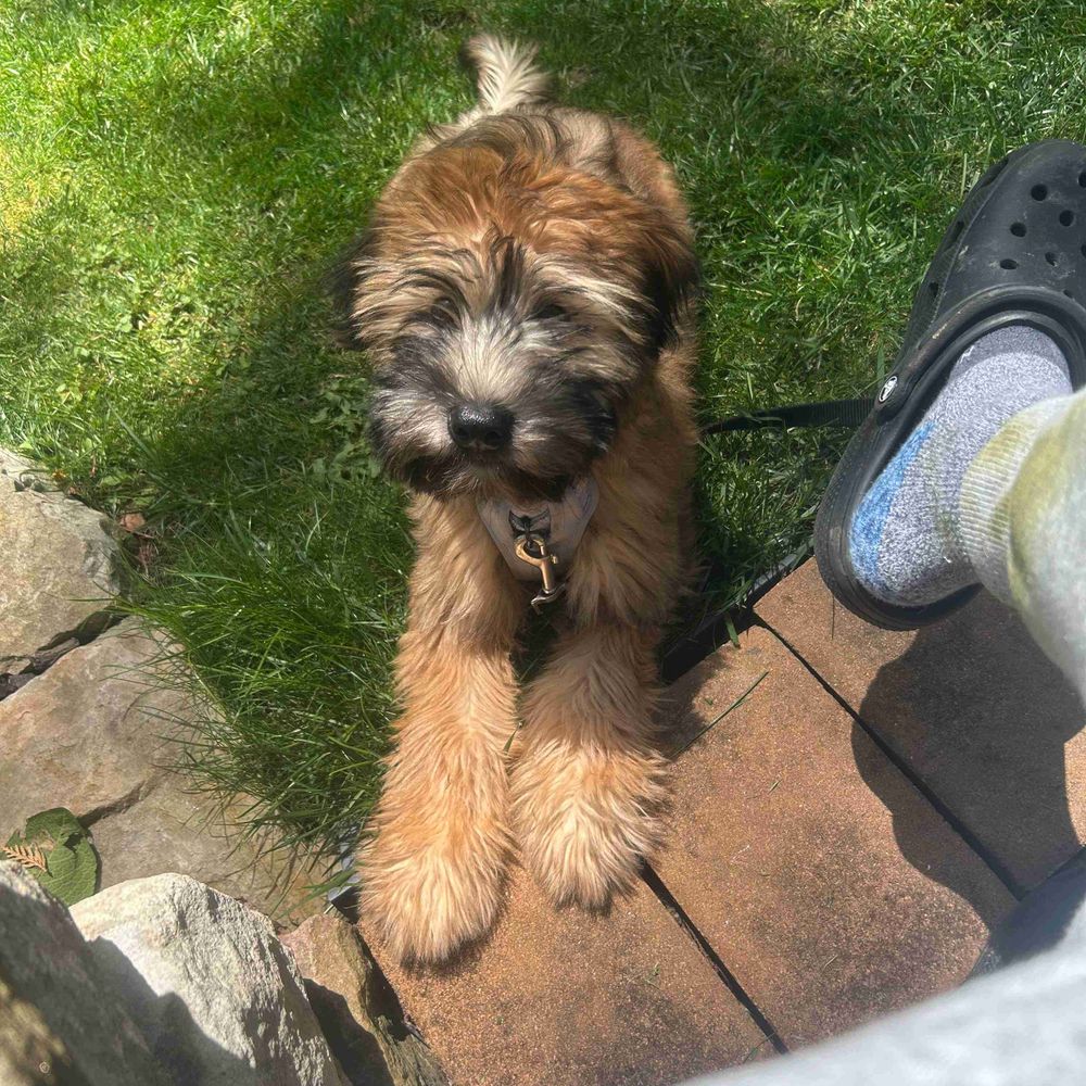 Soft-coated Wheaten Terrier
