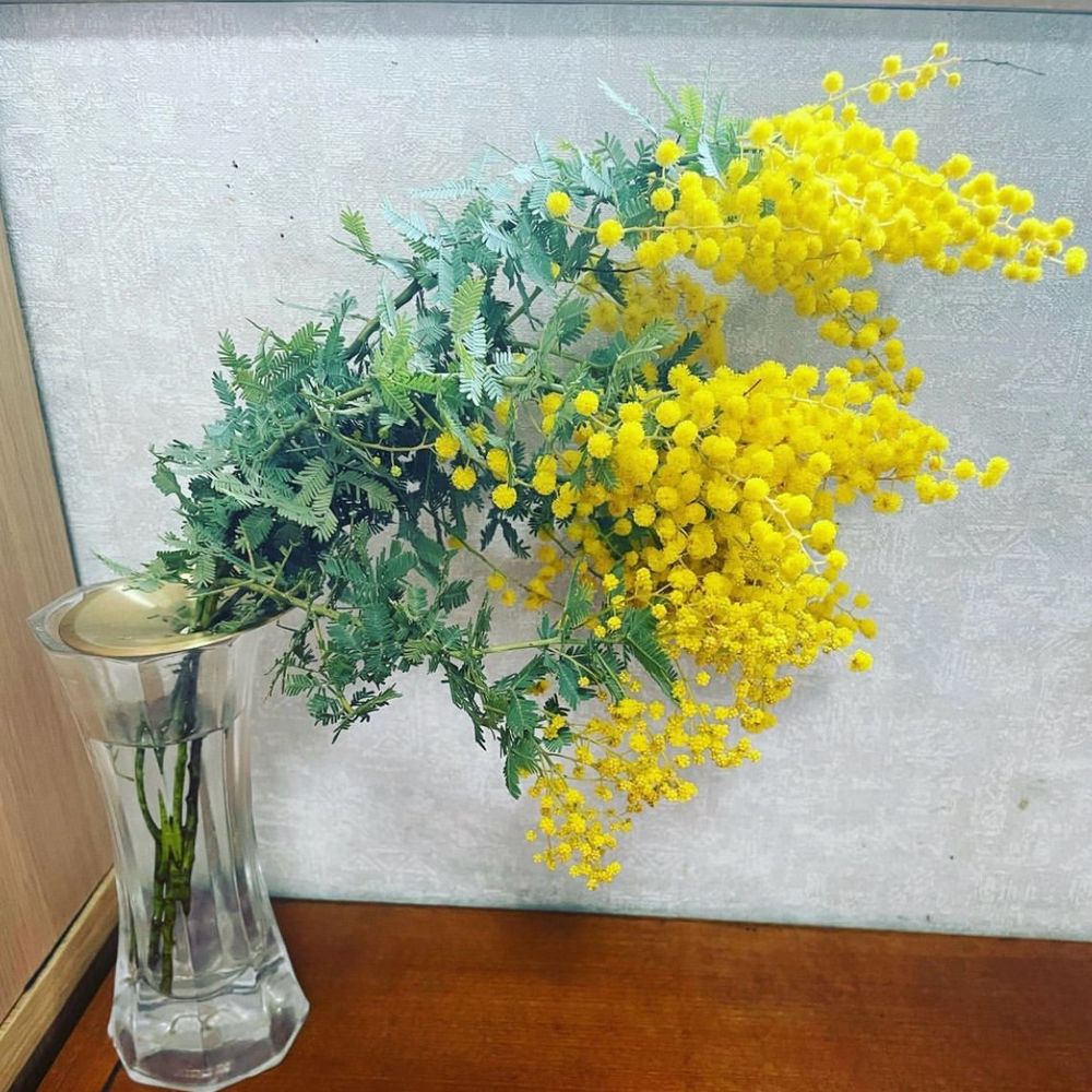 kumimoza.bsky.social