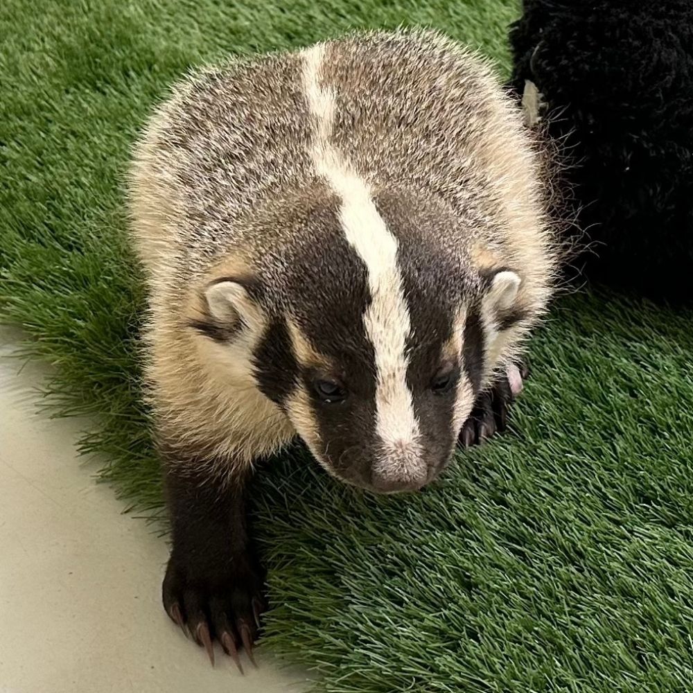 Sleepy Badger