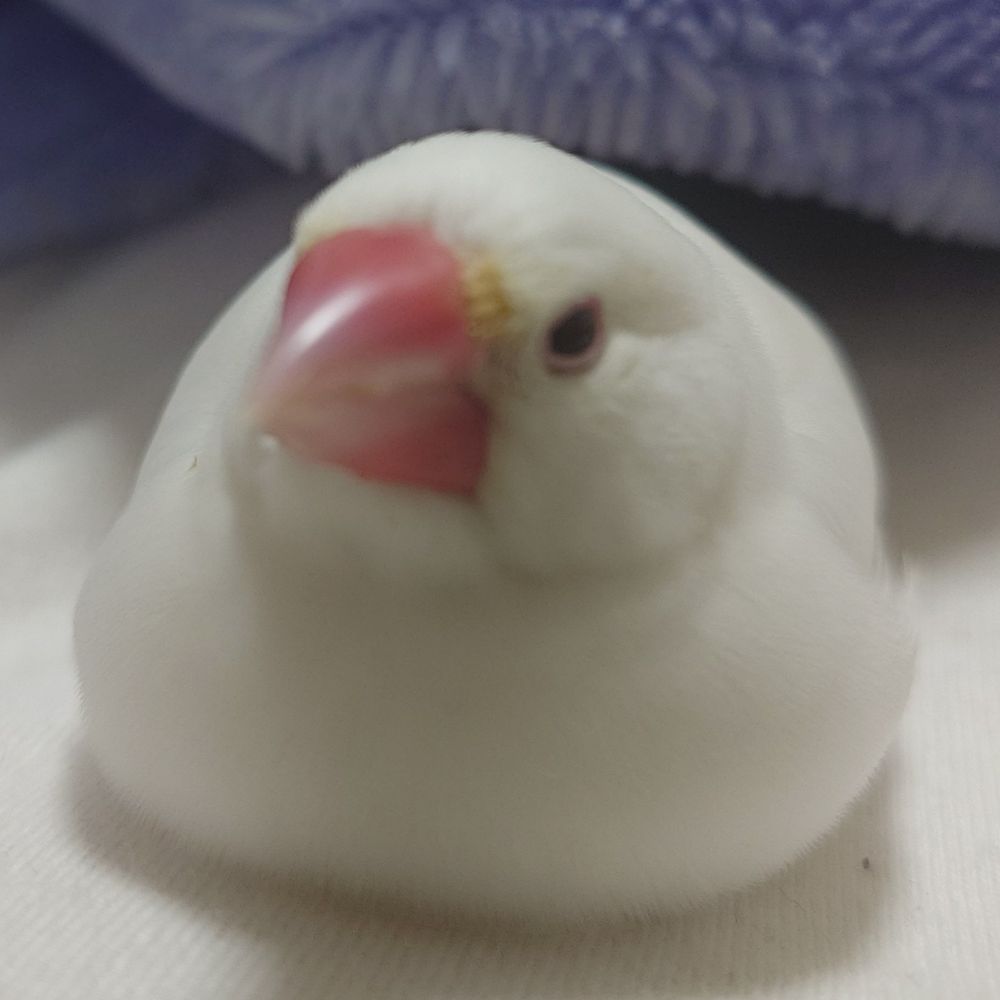 文鳥将軍