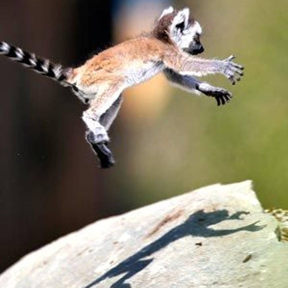 Lio the Lemur
