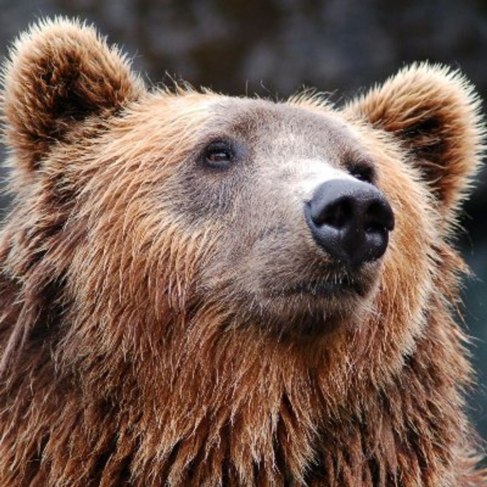 Alan Ursus