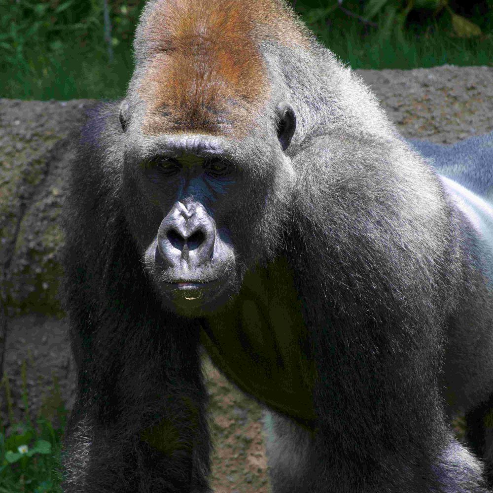 HarambeLives