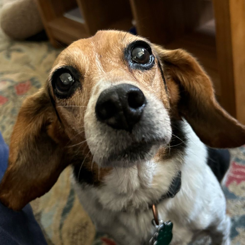 Bonnie Brown, PhD