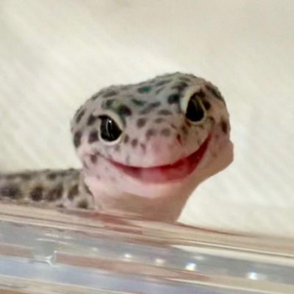 Ayranechse