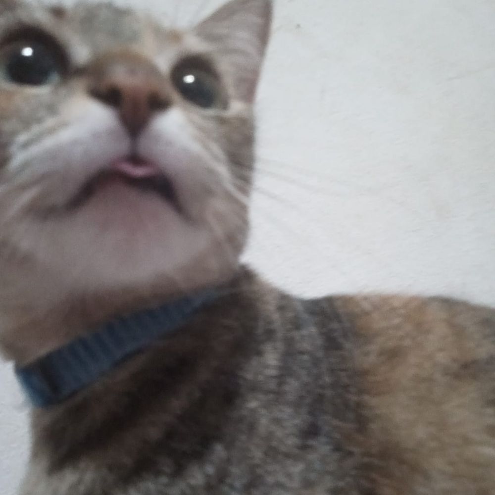 MIMIOT5