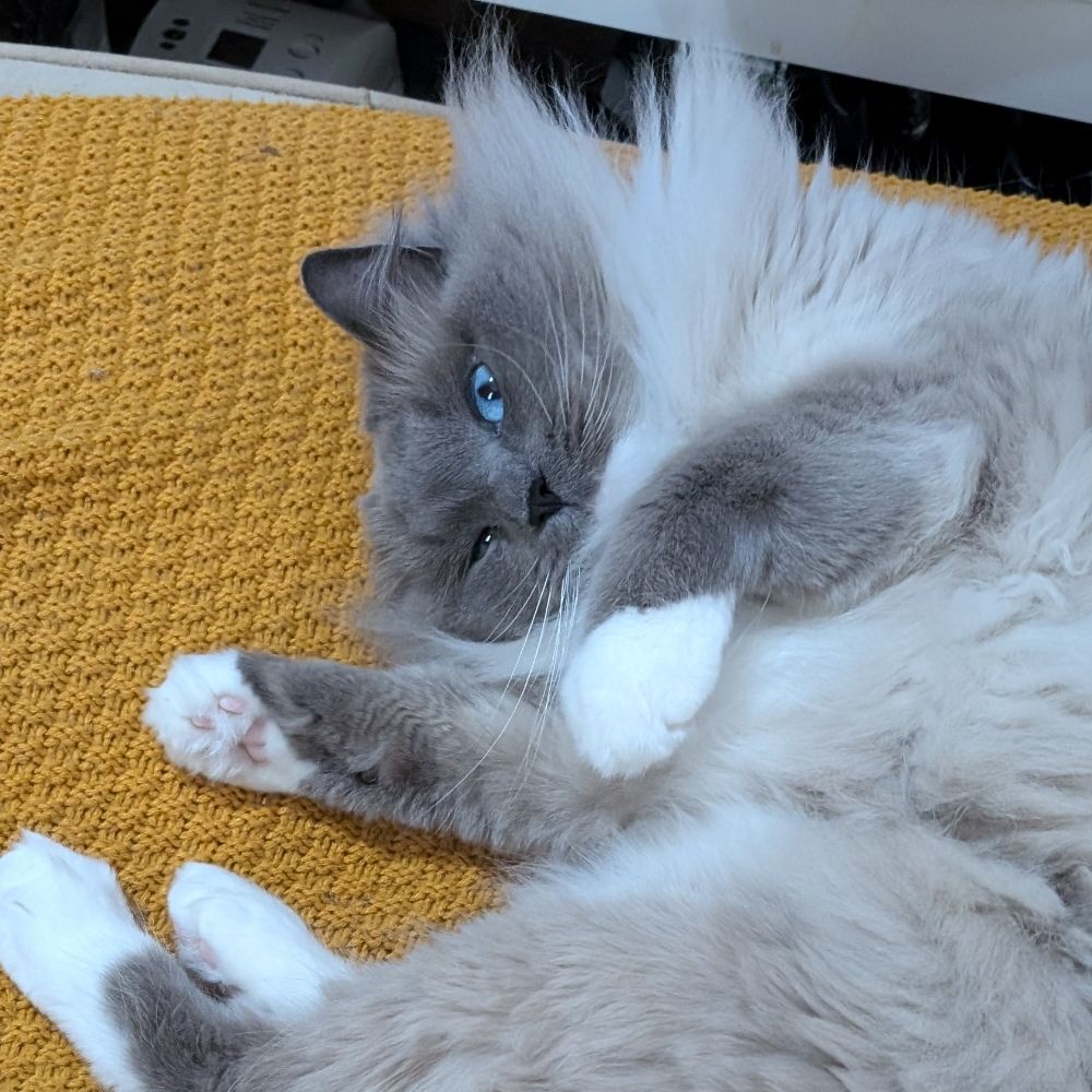 Jules