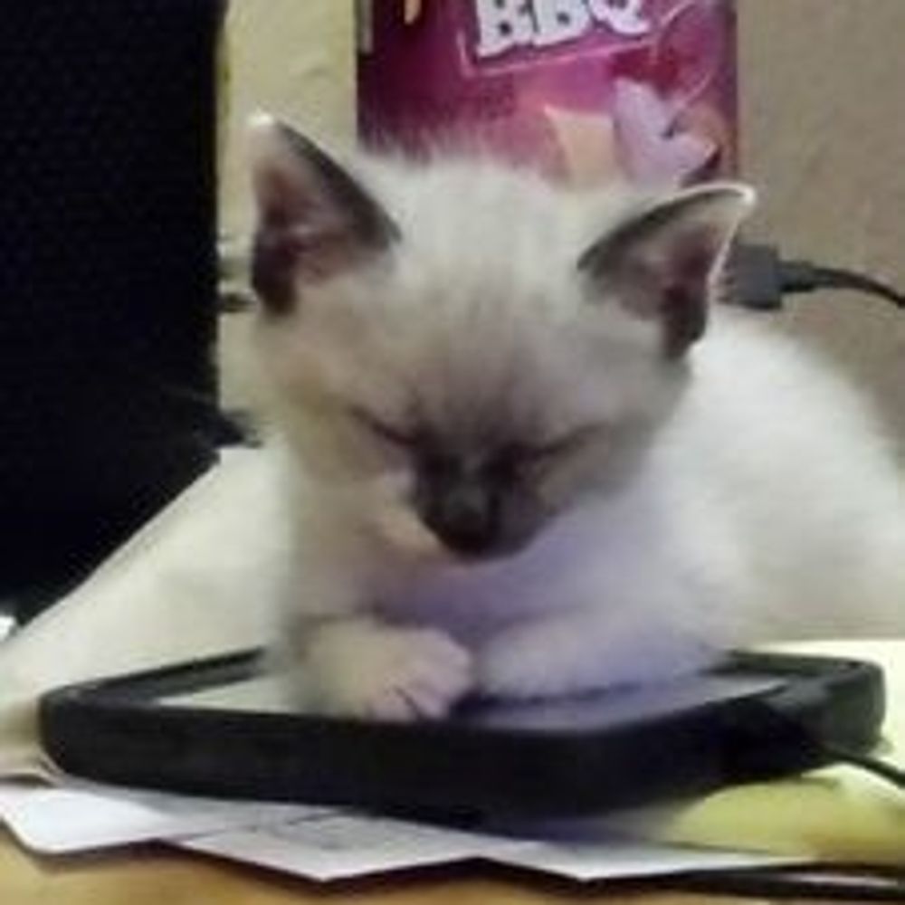 KittiSplain