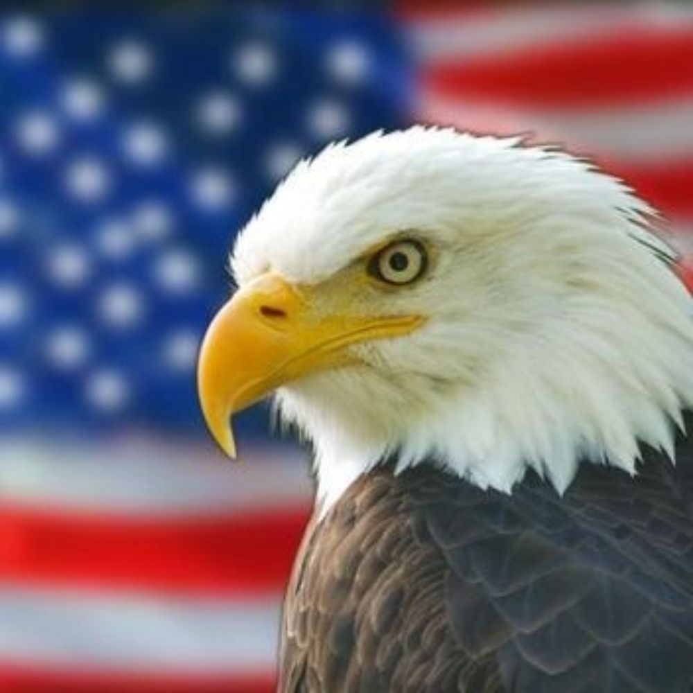 🇺🇸 Vote. 🗽🦅🇺🇸