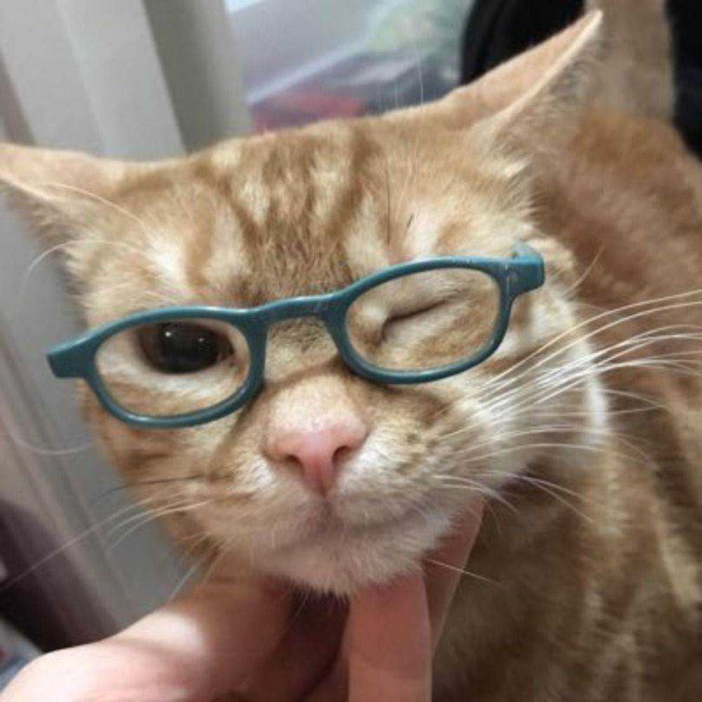 레첼이 ｡ ｡ ｡