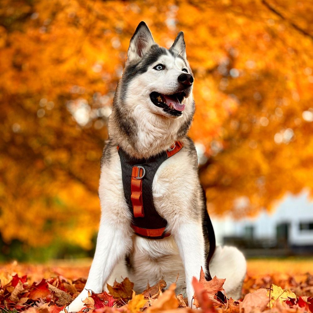 mostlyhaleyhairs.bsky.social