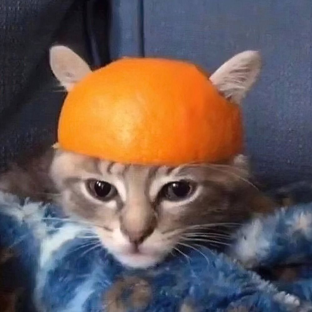 Unusual Cats 🚩