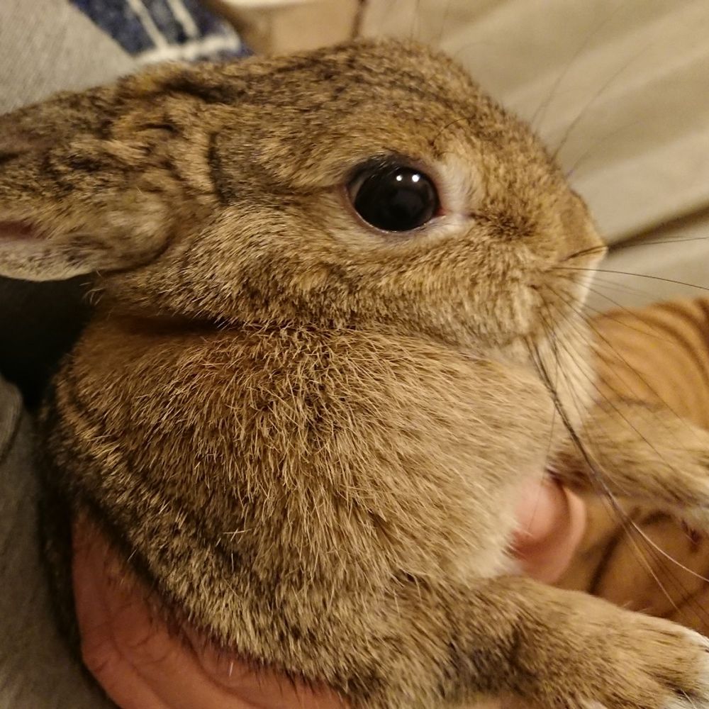 しょうな