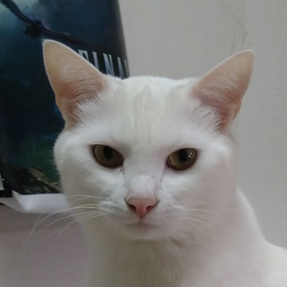 Ocome-cat