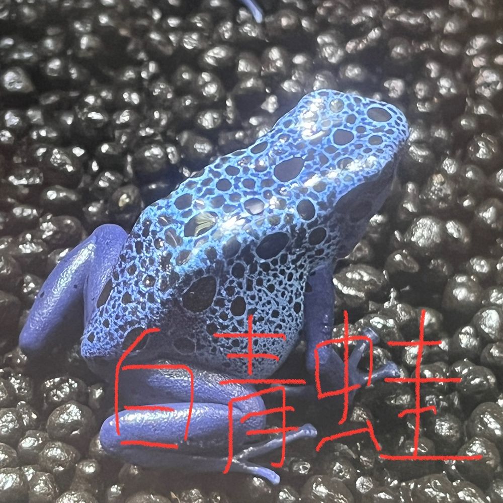 白青カエル