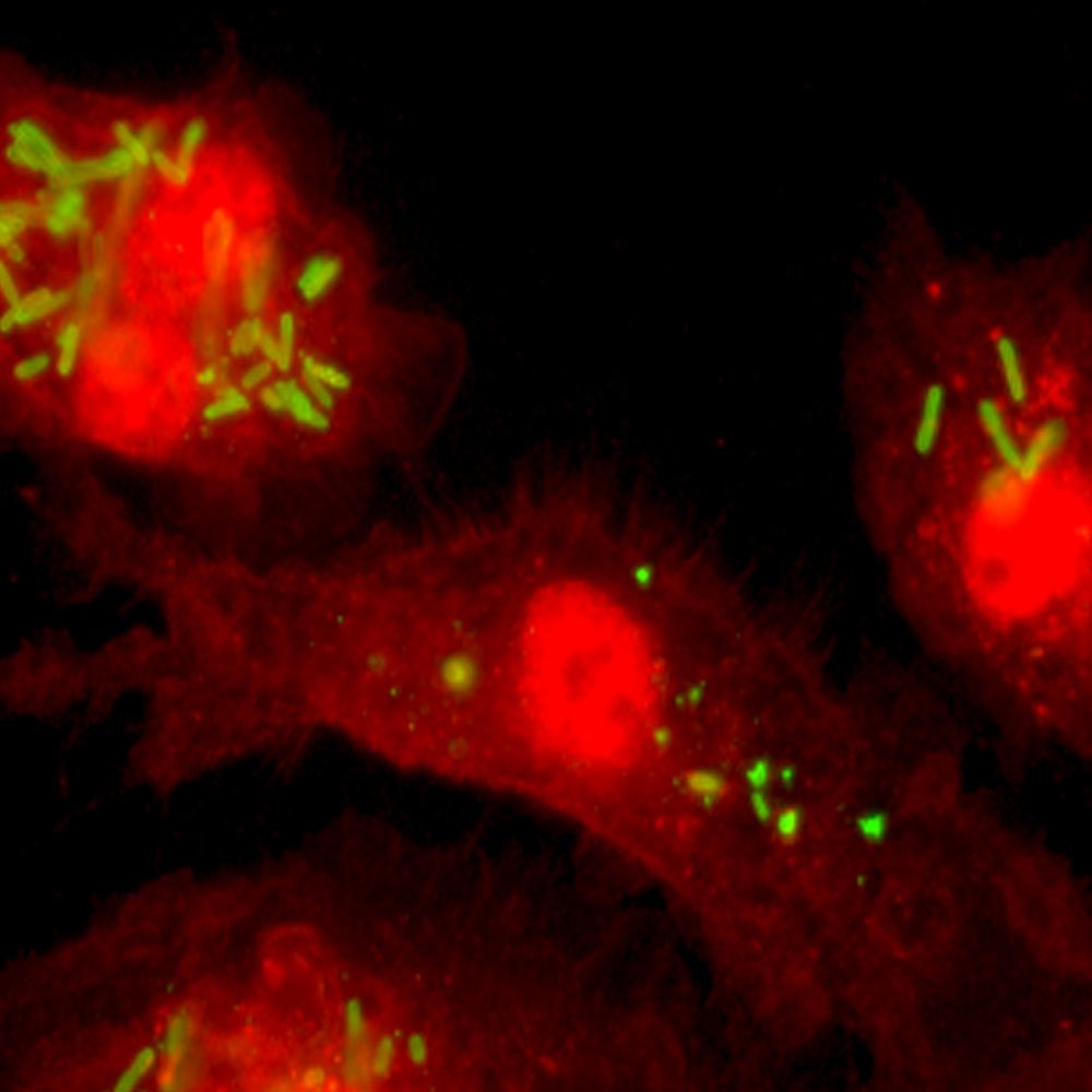 Arpaia Lab