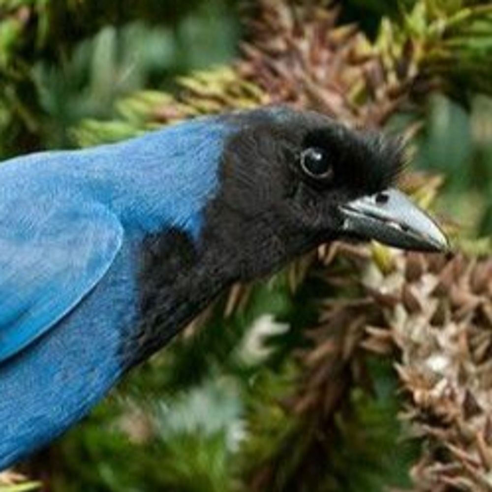 Dr. Bluebird