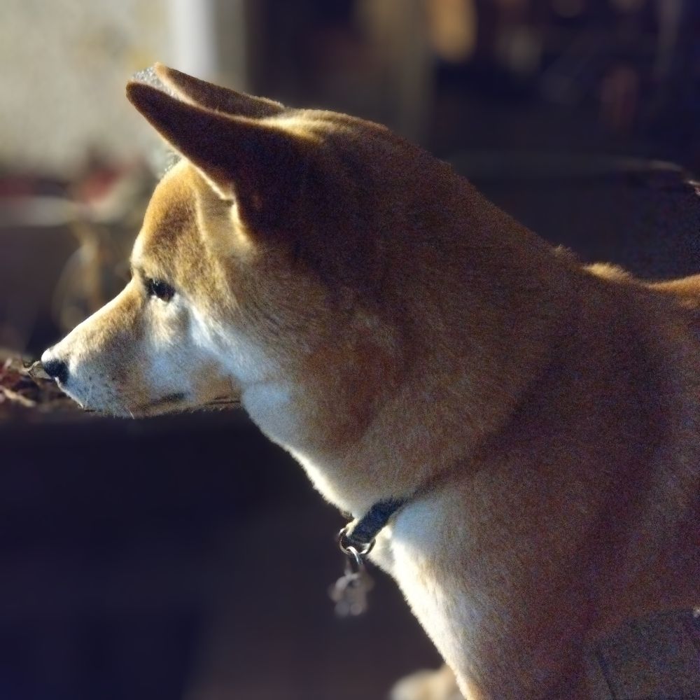 miomio