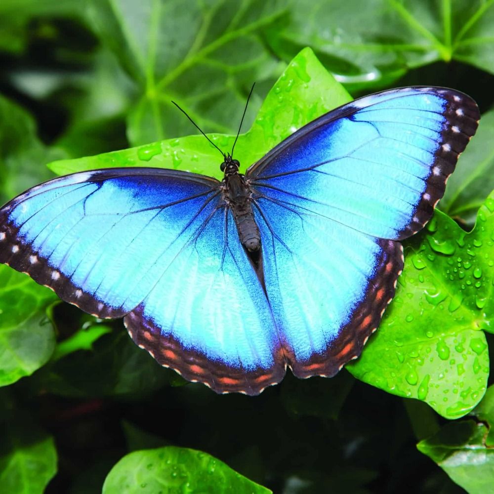 Mothmy Titania 🏳️‍⚧️
