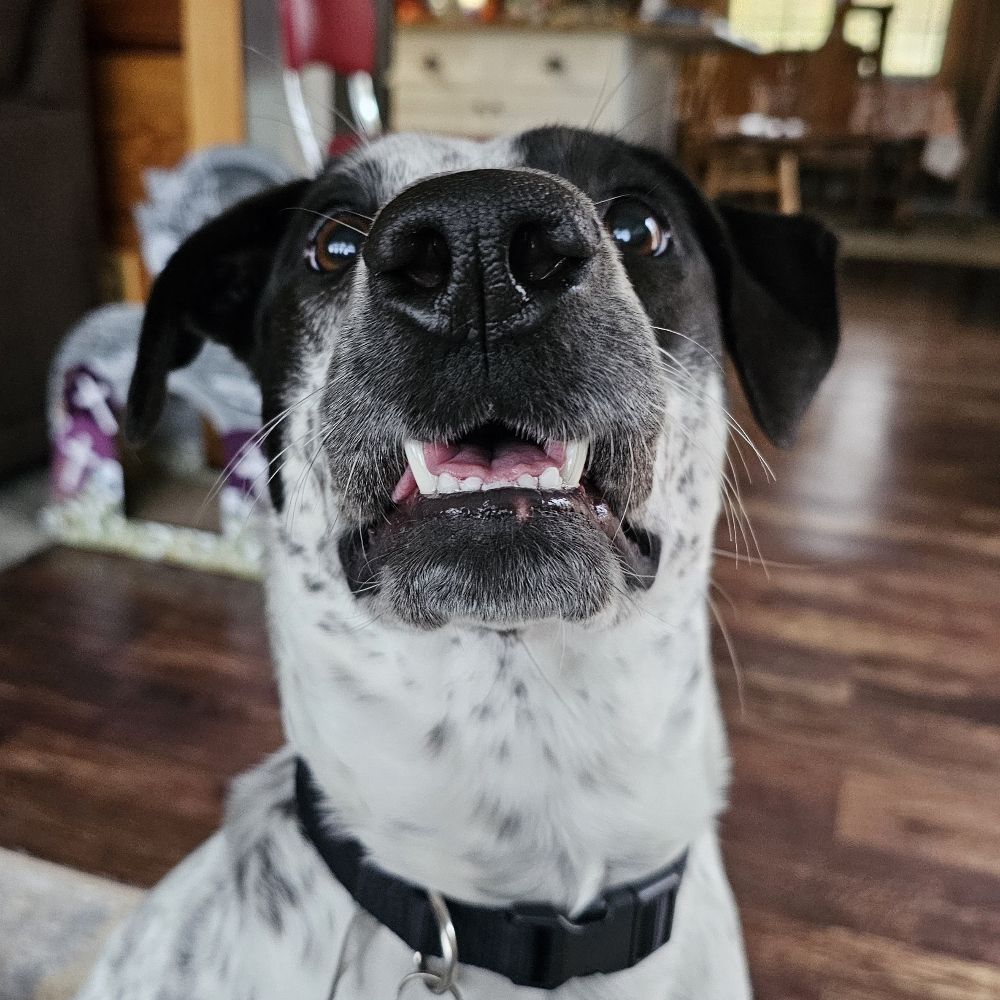 Vic