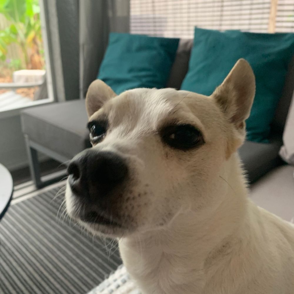 Henry Hopeful