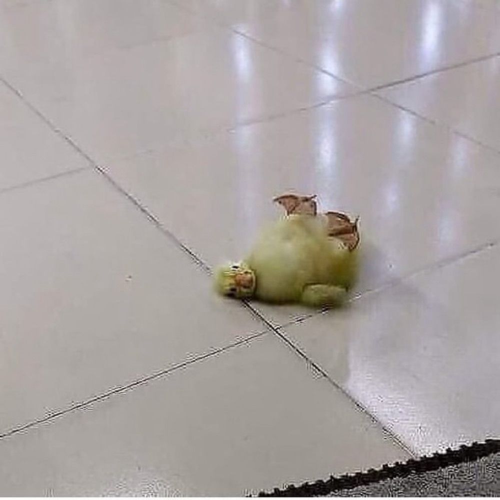 뻬