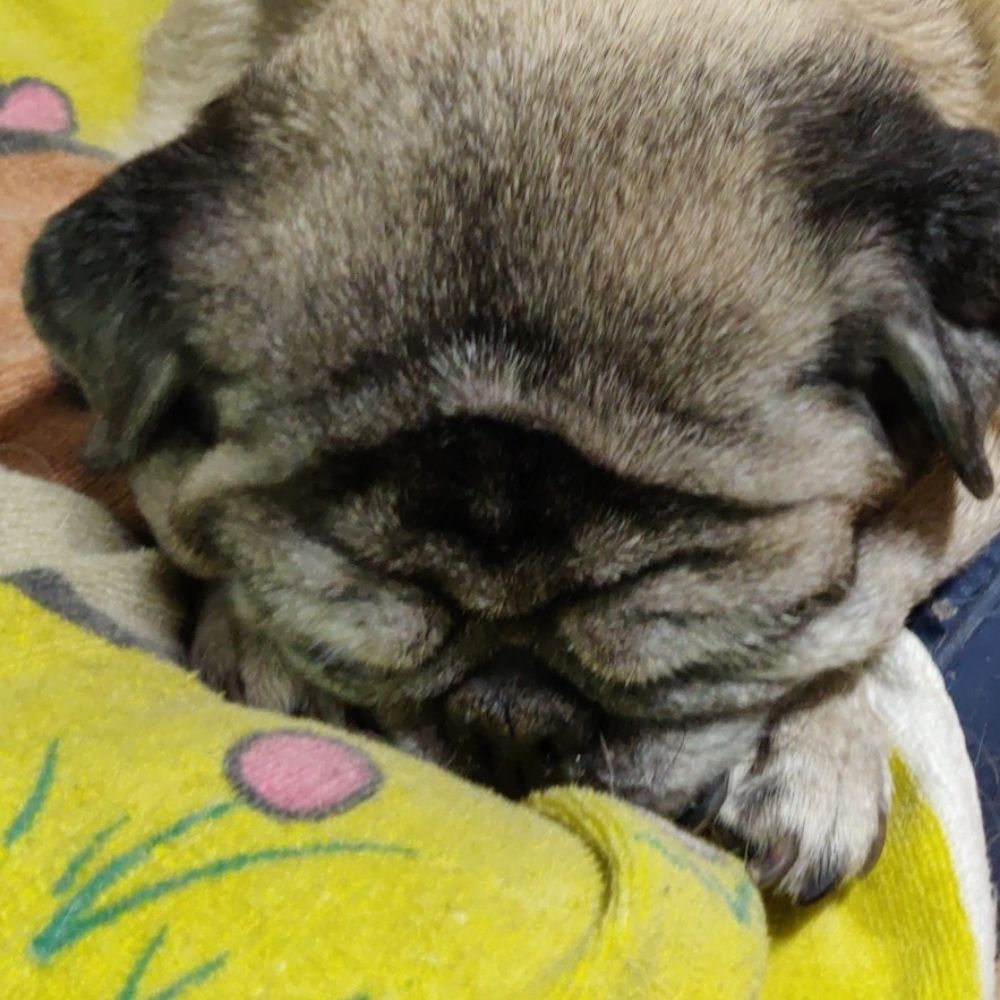 Sleepysaur