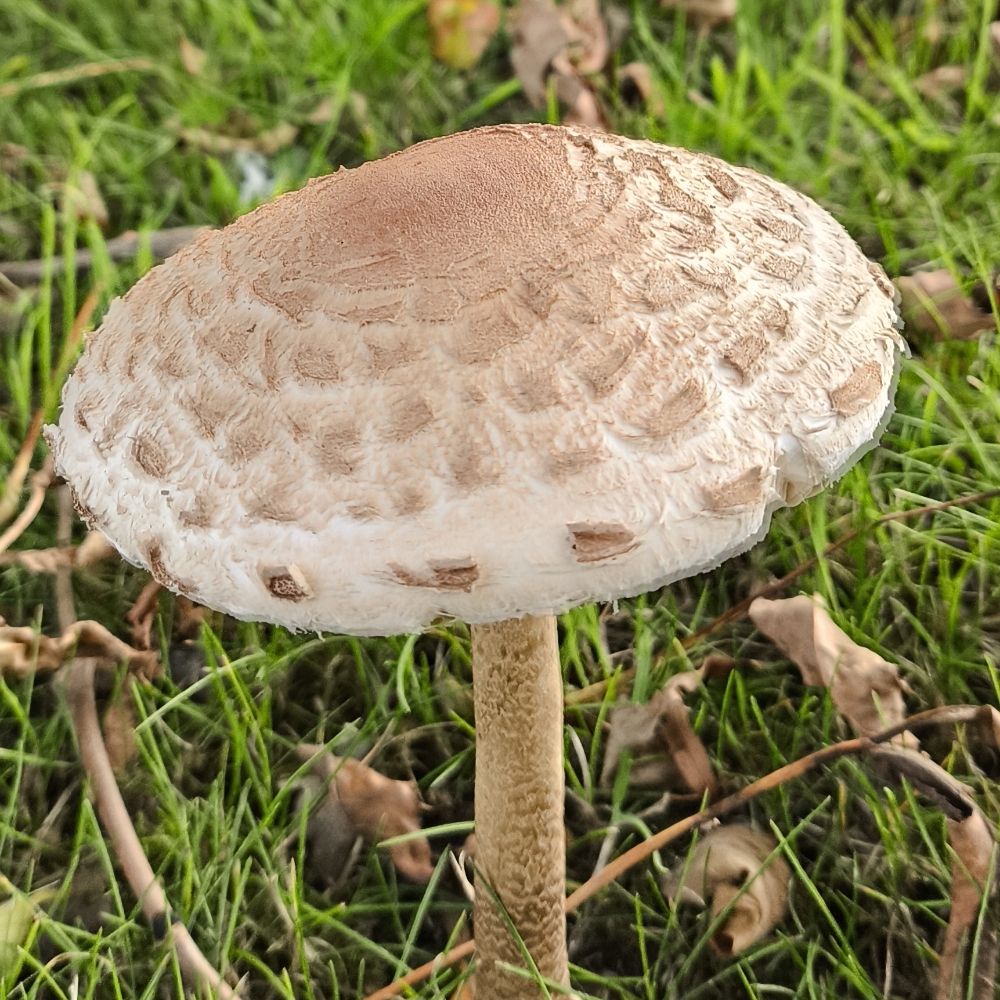 John Jaggidas Forristal