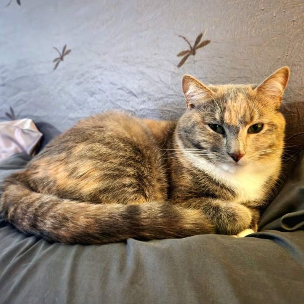 ancient cat