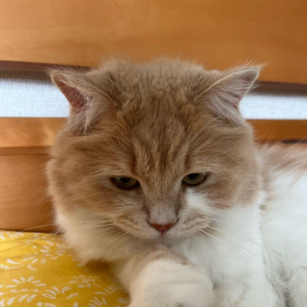 こむぎこだいふく