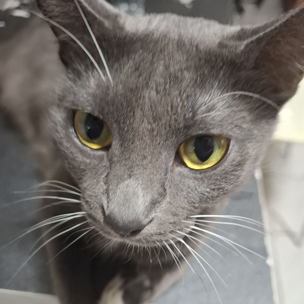 Coco