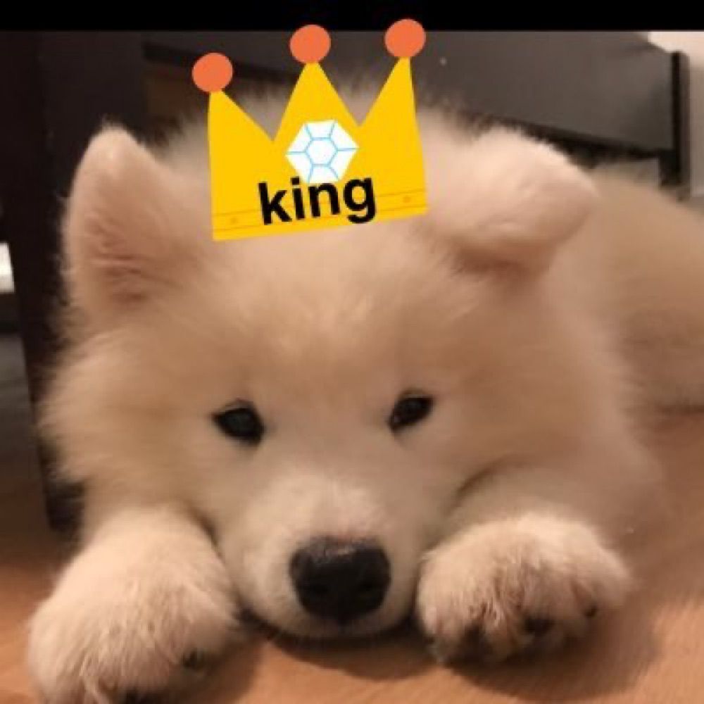 law dog