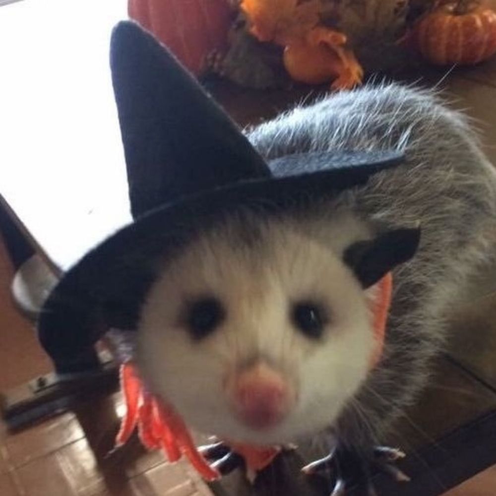 milo ʕ •ᴥ•ʔ