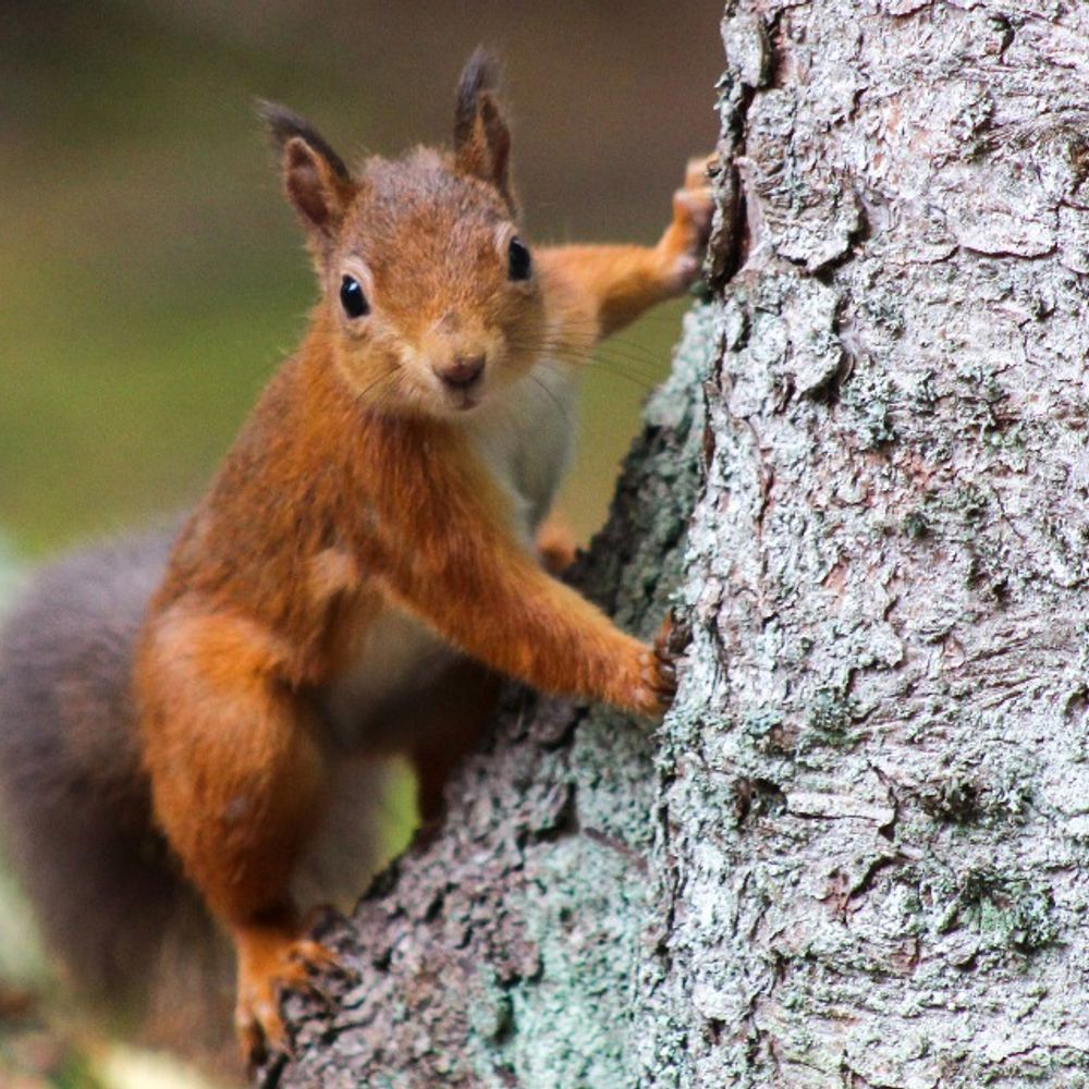 Squiggle Thinks