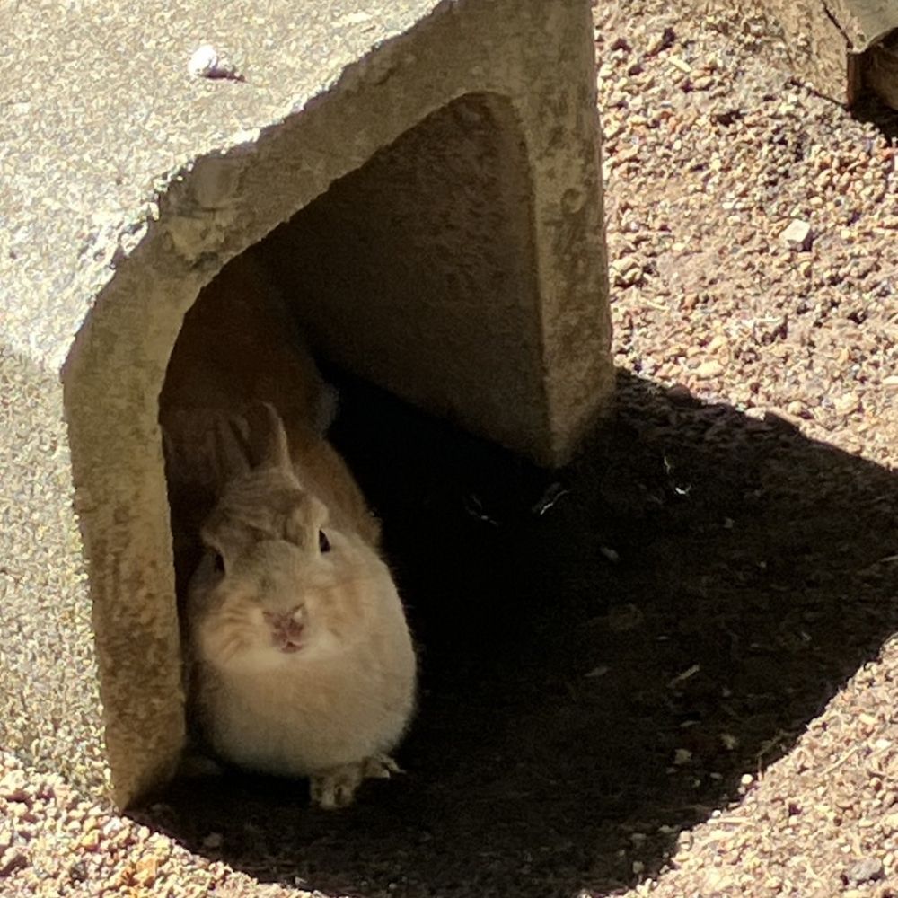 ヴ