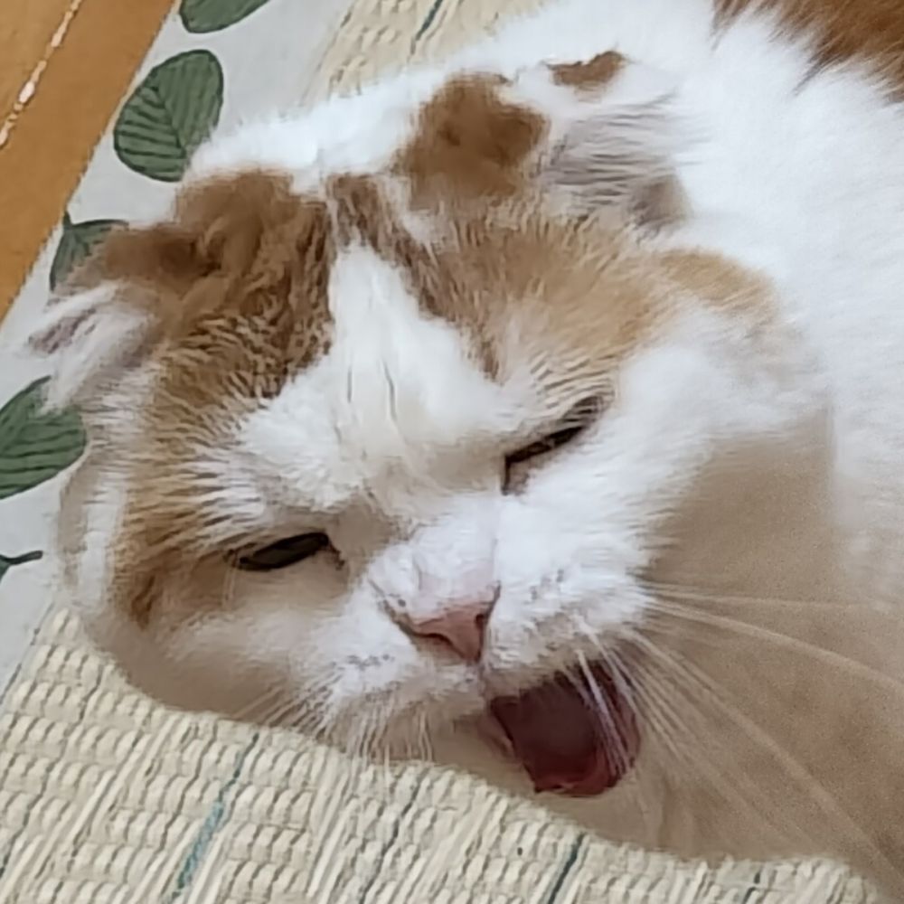 かじ@11/26大阪