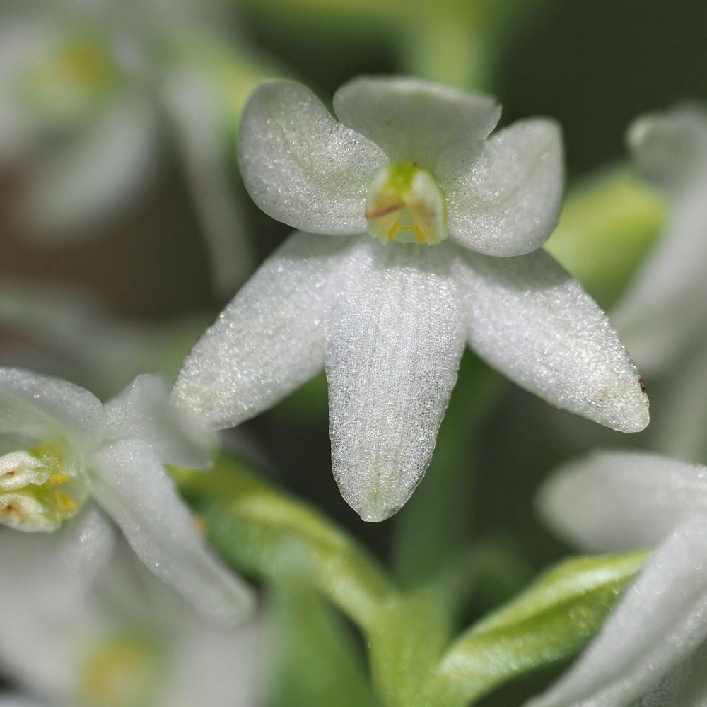 Wild Orchids      UK & IE