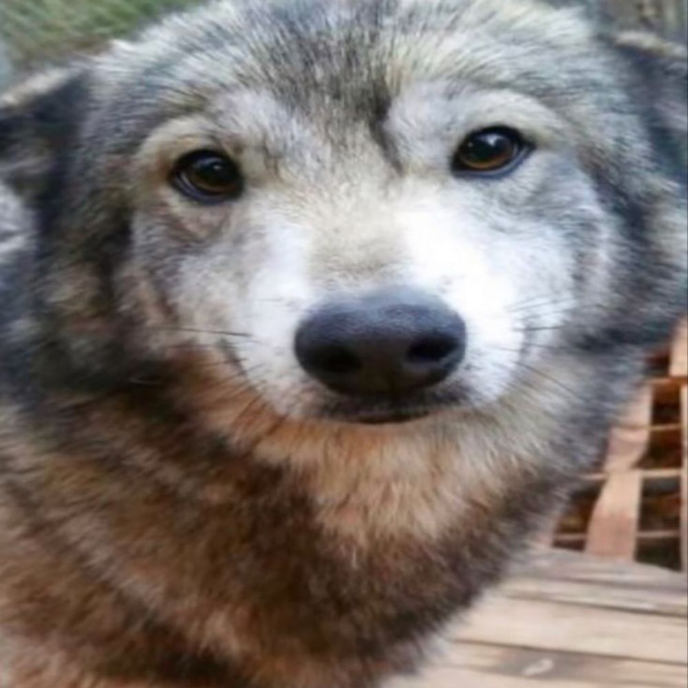 Cachorroburroidiota