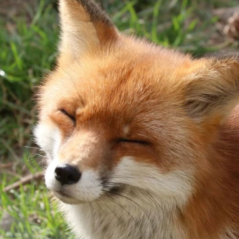 Foxly