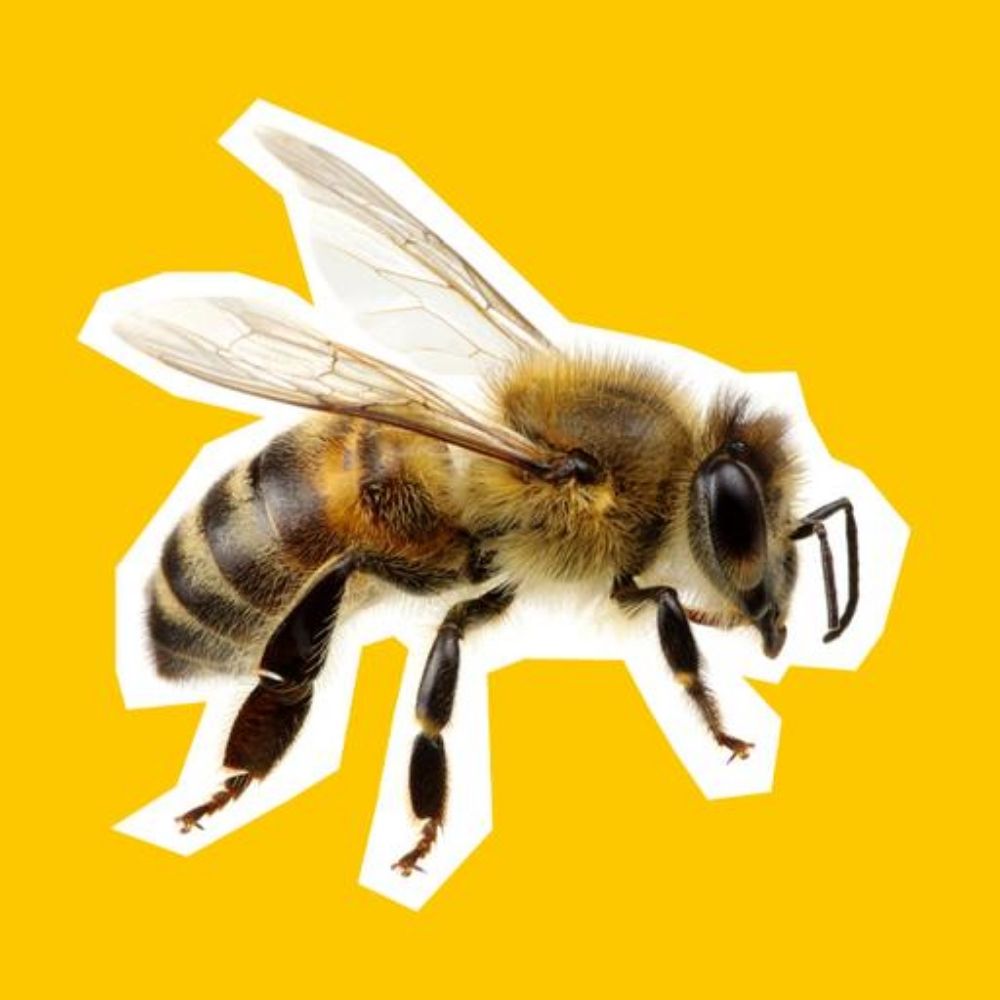 Bee Enthusiast