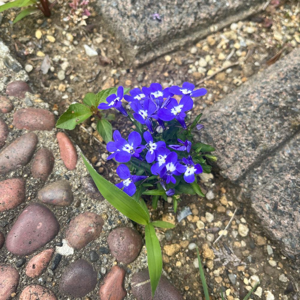 海