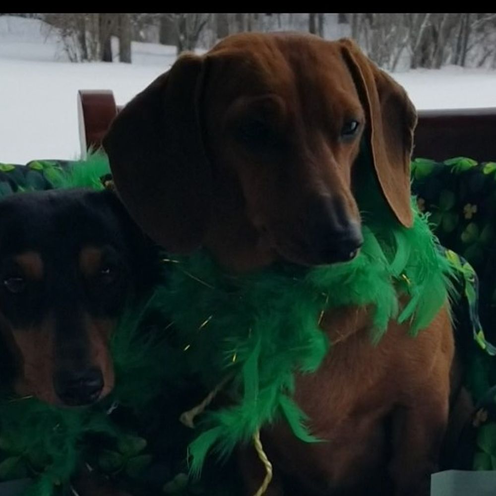 doxies