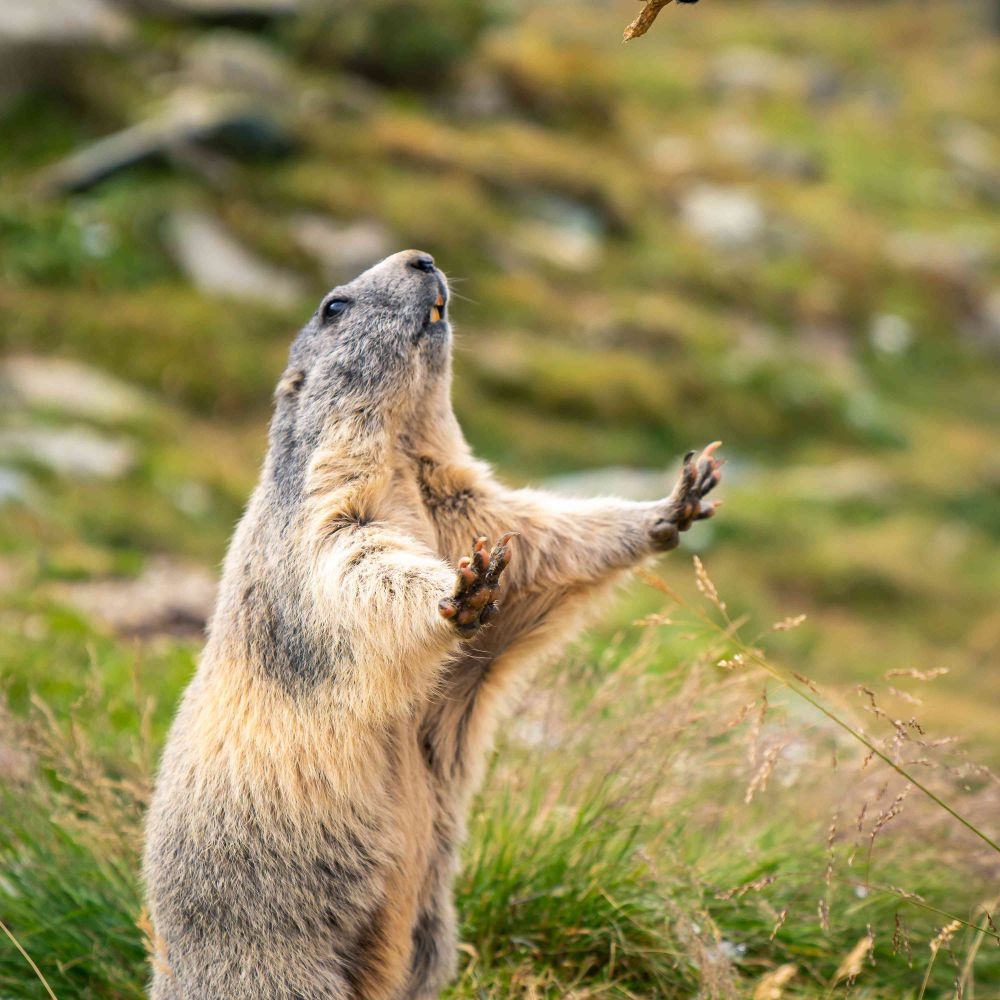 Hungry Marmot