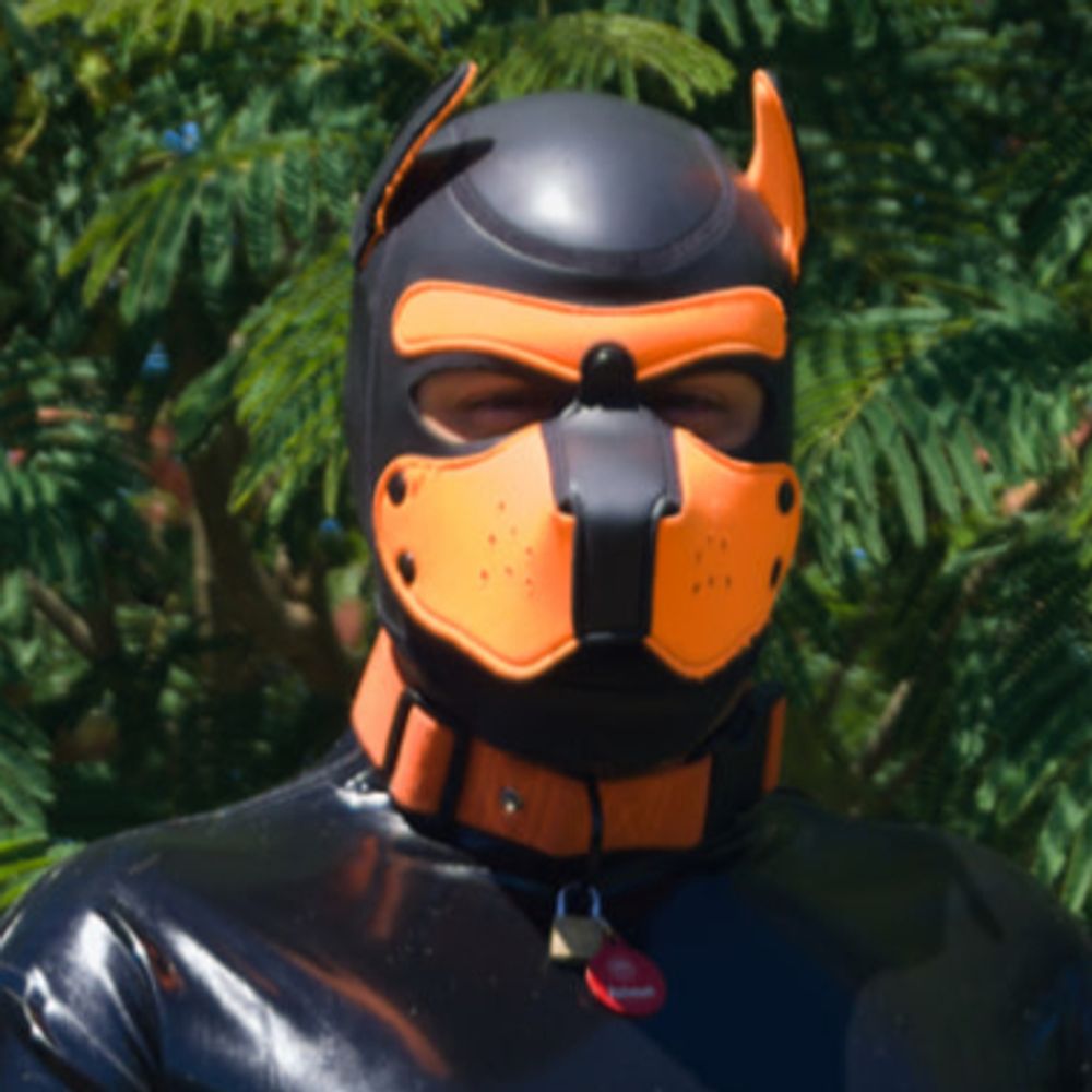 Azi Pup!