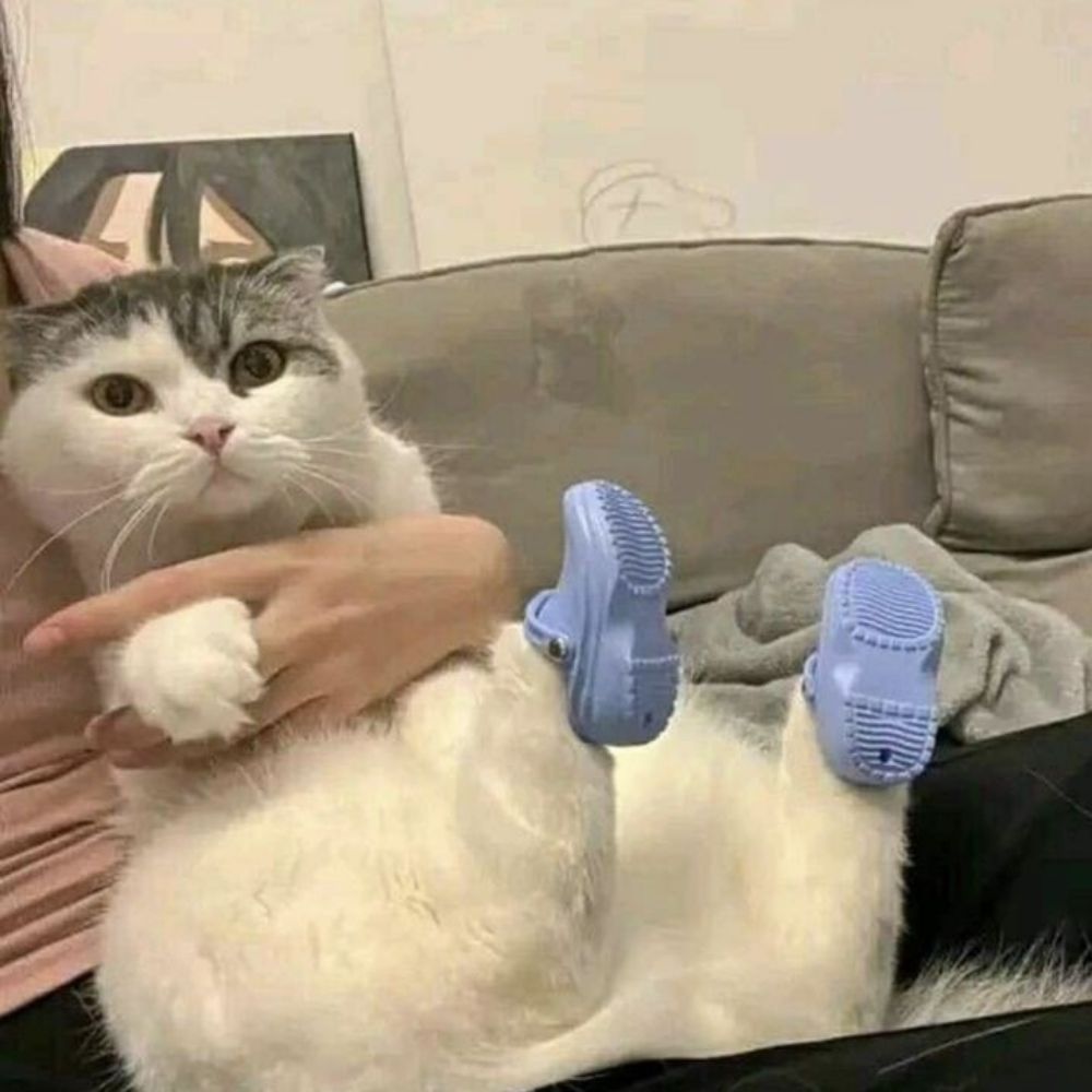 Gatodecrocs