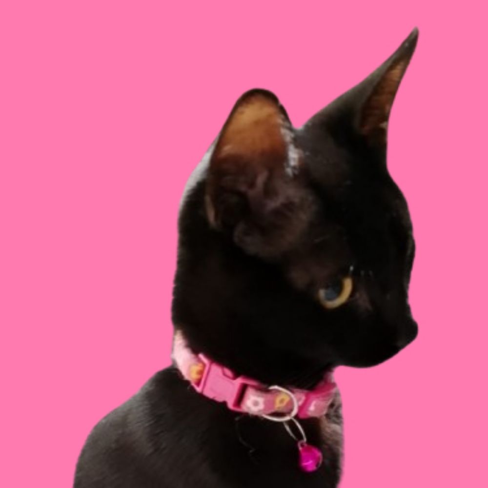 Kat