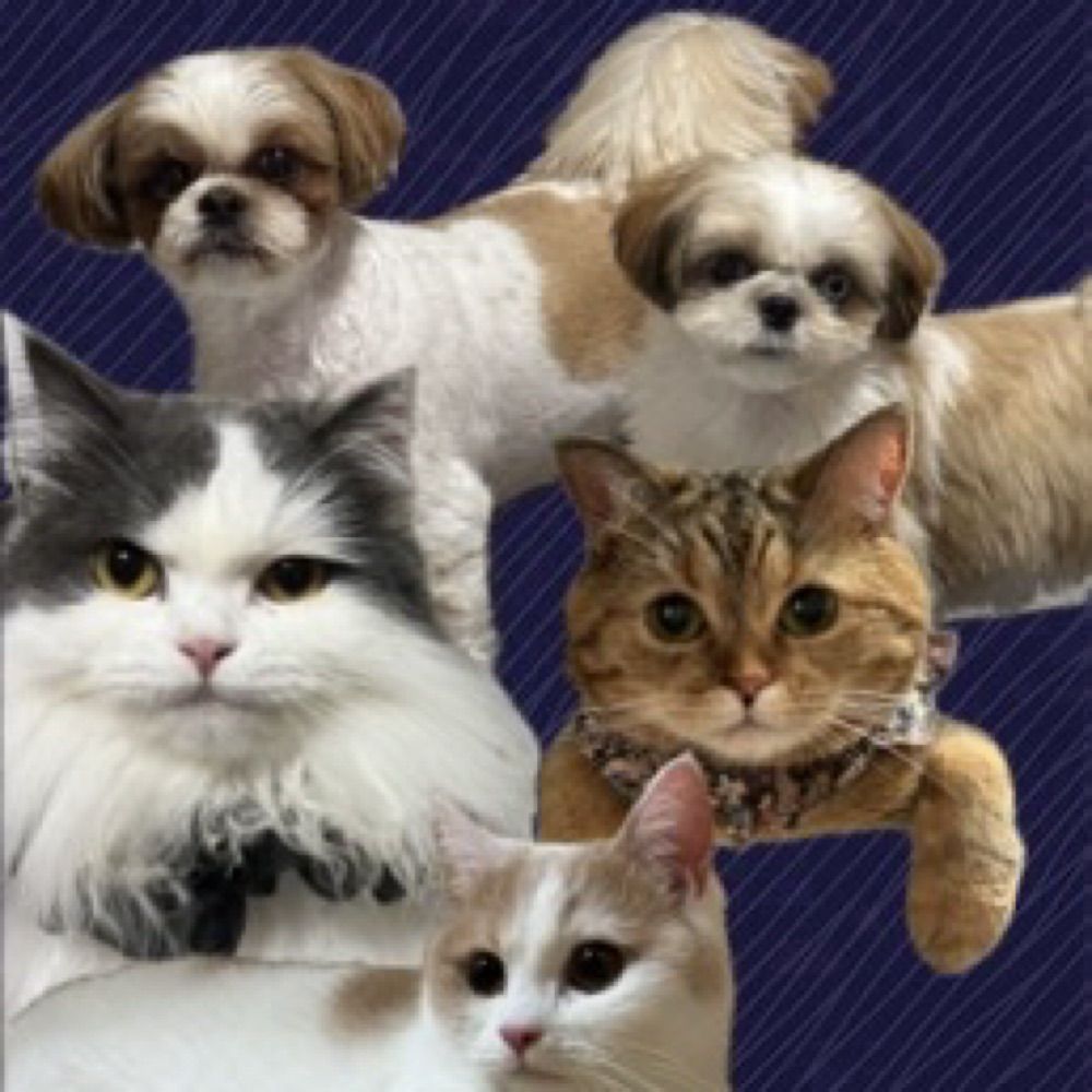 チャイ😸ラテ😺モカ🐈ココ🐶メメ🐶